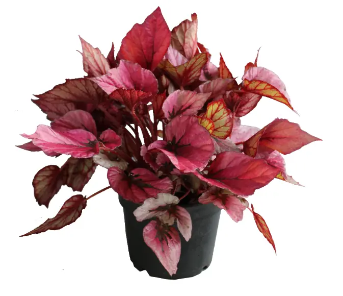 Planta Begonia Rex Firework P15