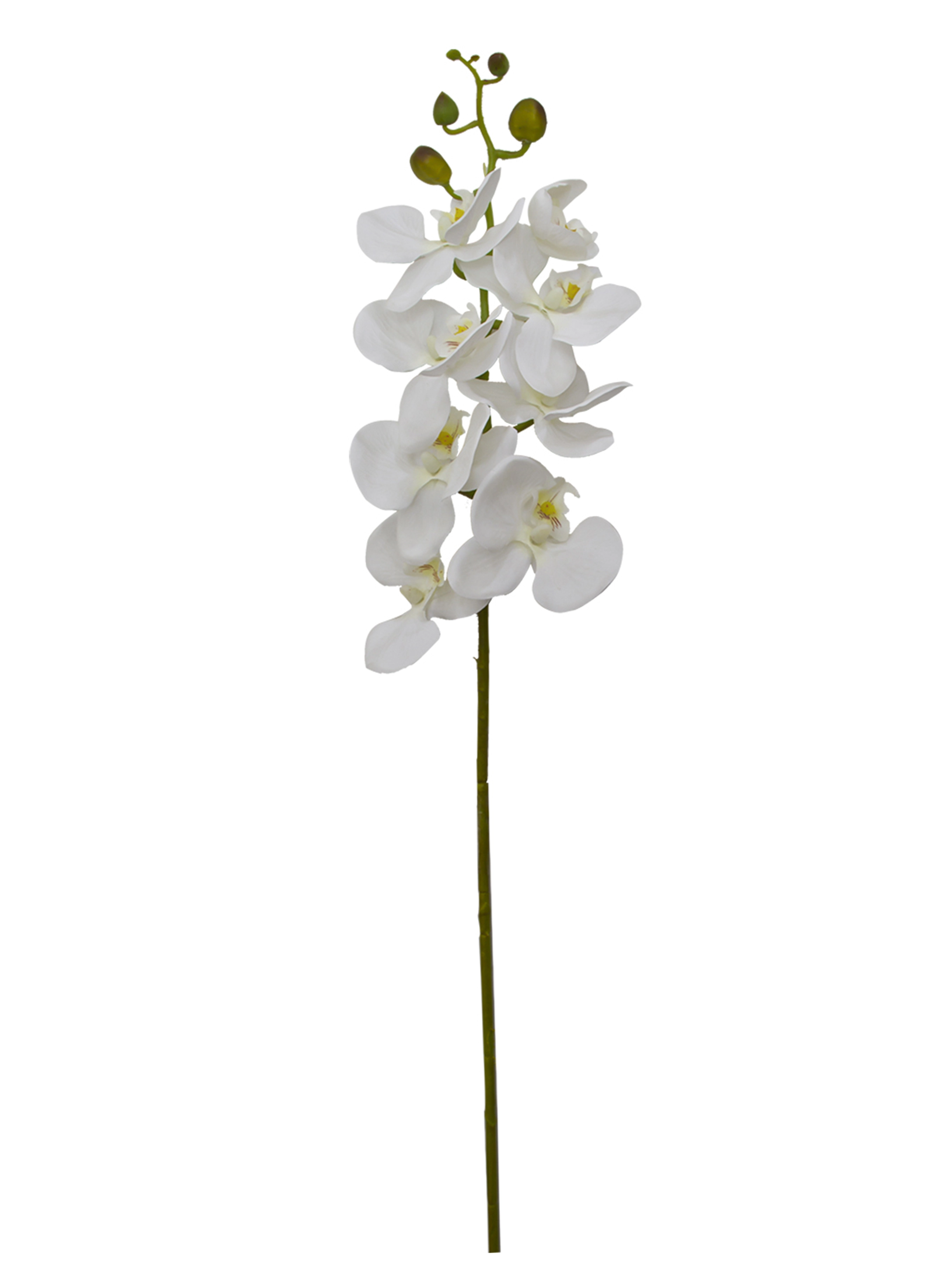 Haste Orquidea Phalaenopsis X8 75cm Sf204 Br Brilliance