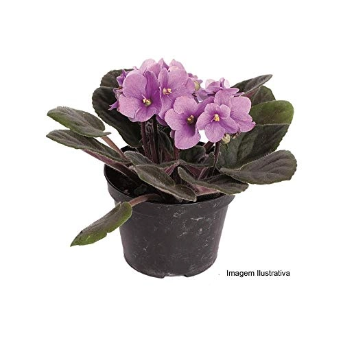 Violeta Variada P11