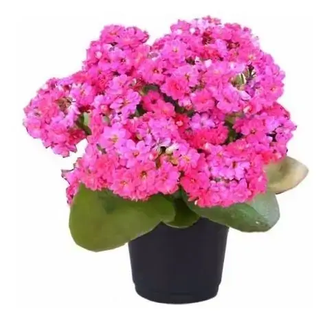 Kalanchoe Mix Cooperflora P11