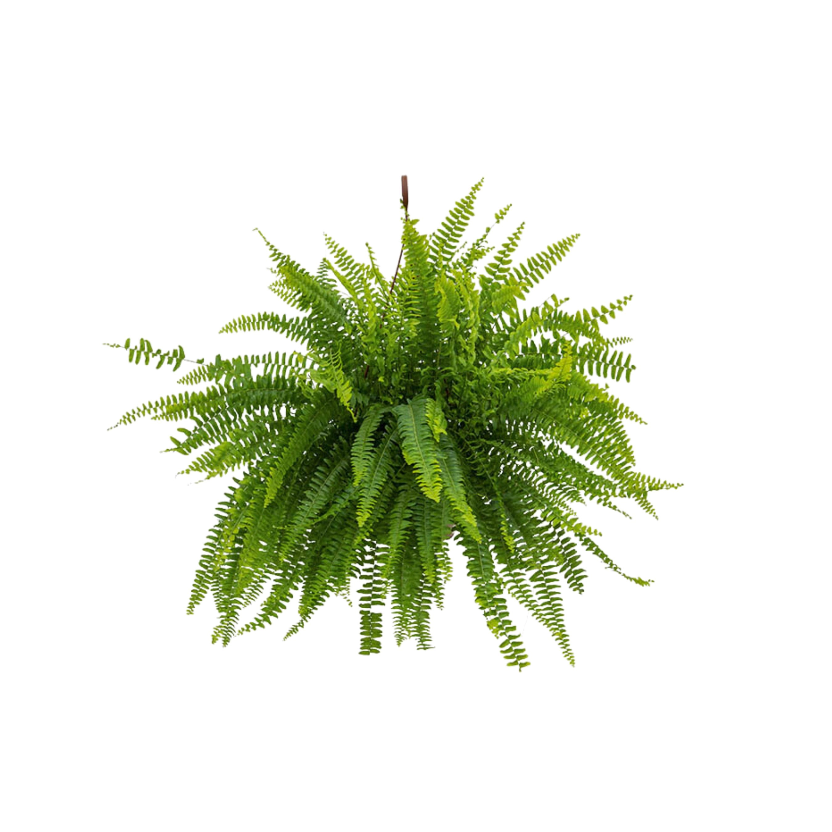 Samambaia Americana C21
