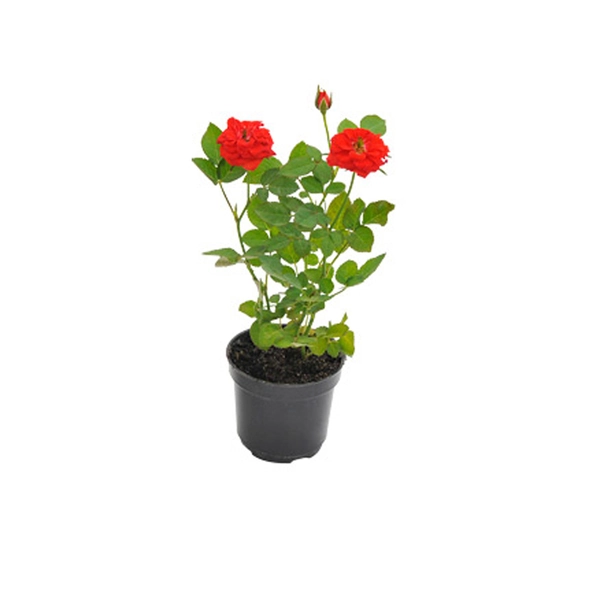 Roseira Mini P11