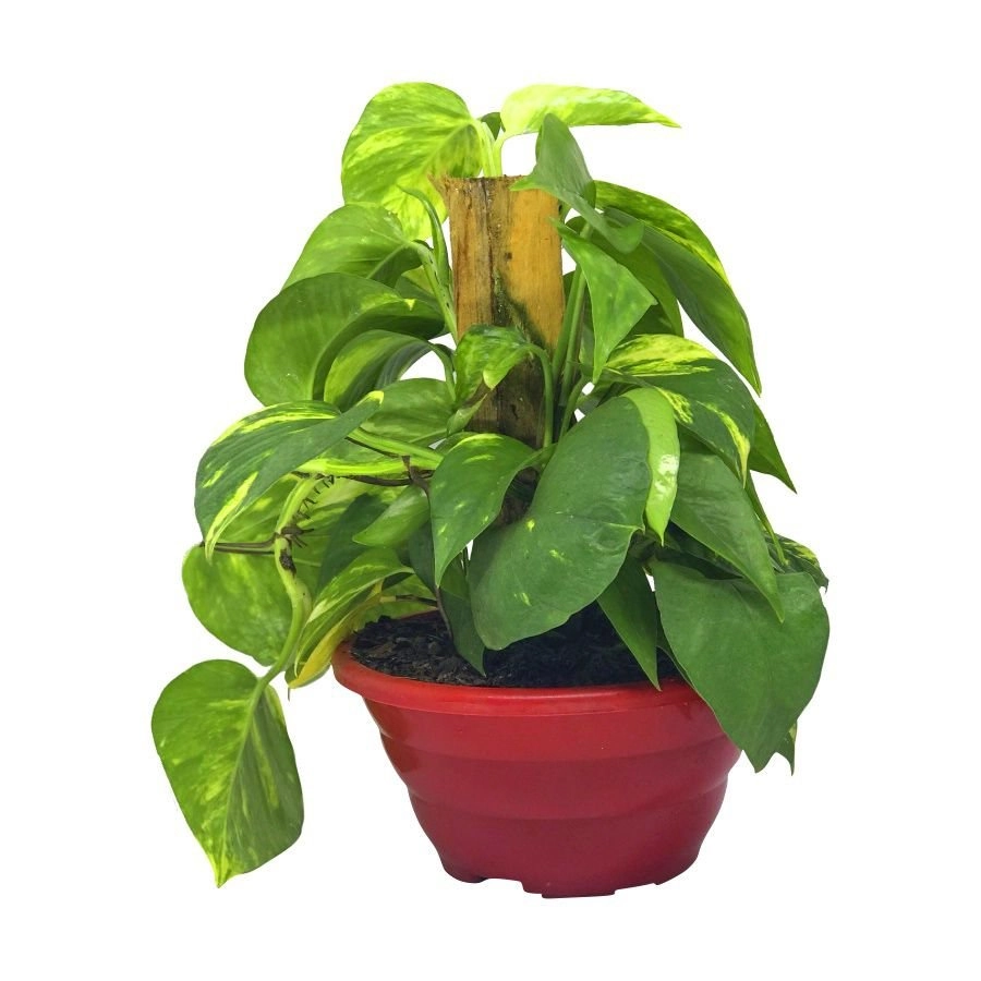 Jiboia Verde C21
