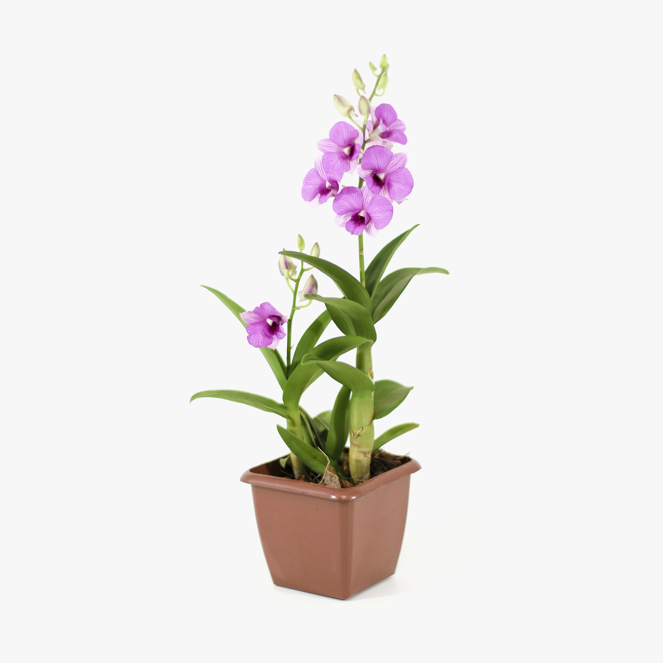 Orquidea Denfalis Variado 1 Hst P12