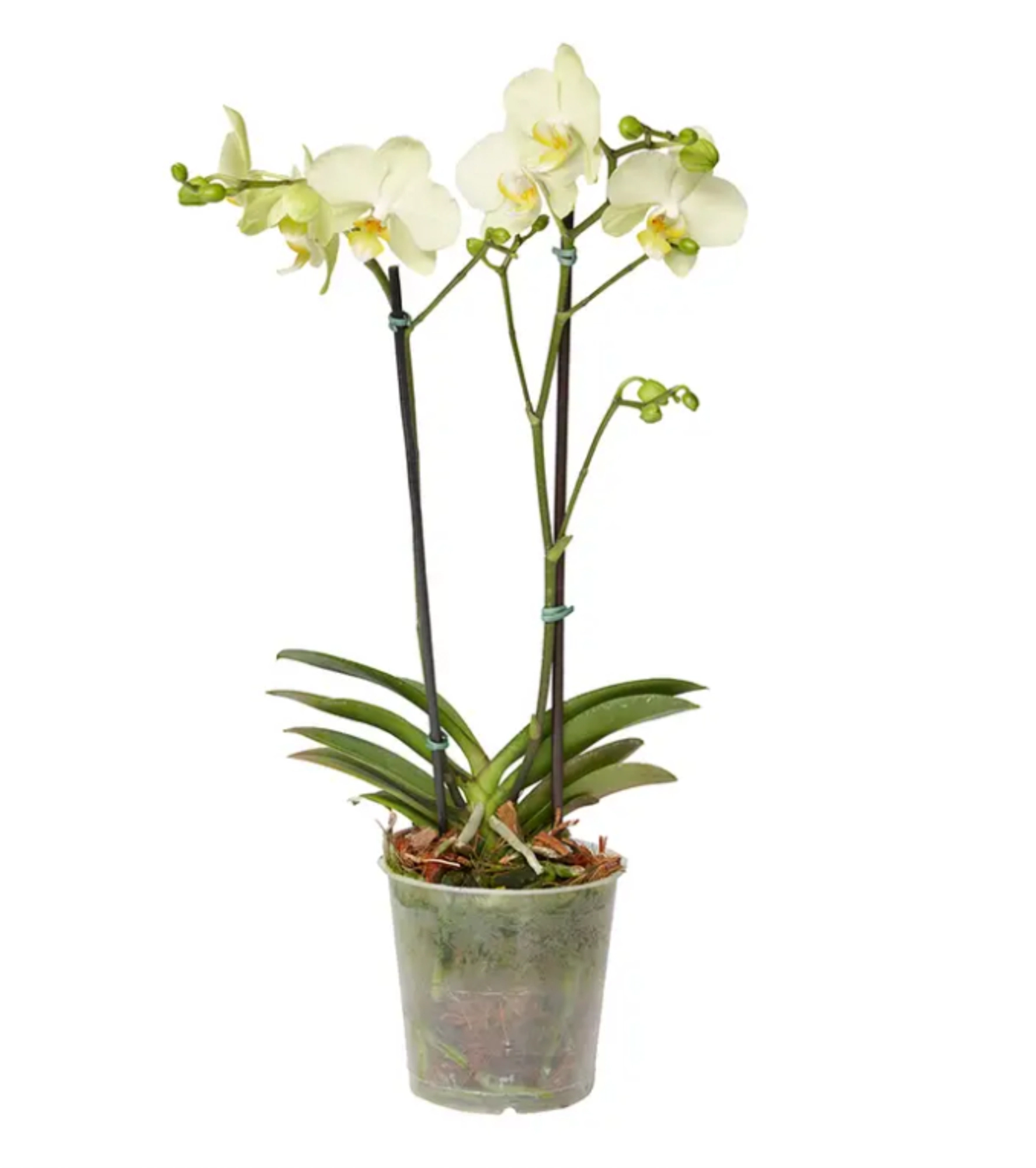 Flor Orquidea Multiflora 2hastes P9