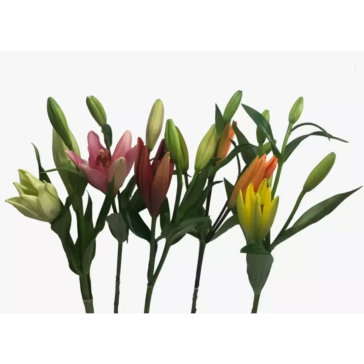 Lirio Variado Premium