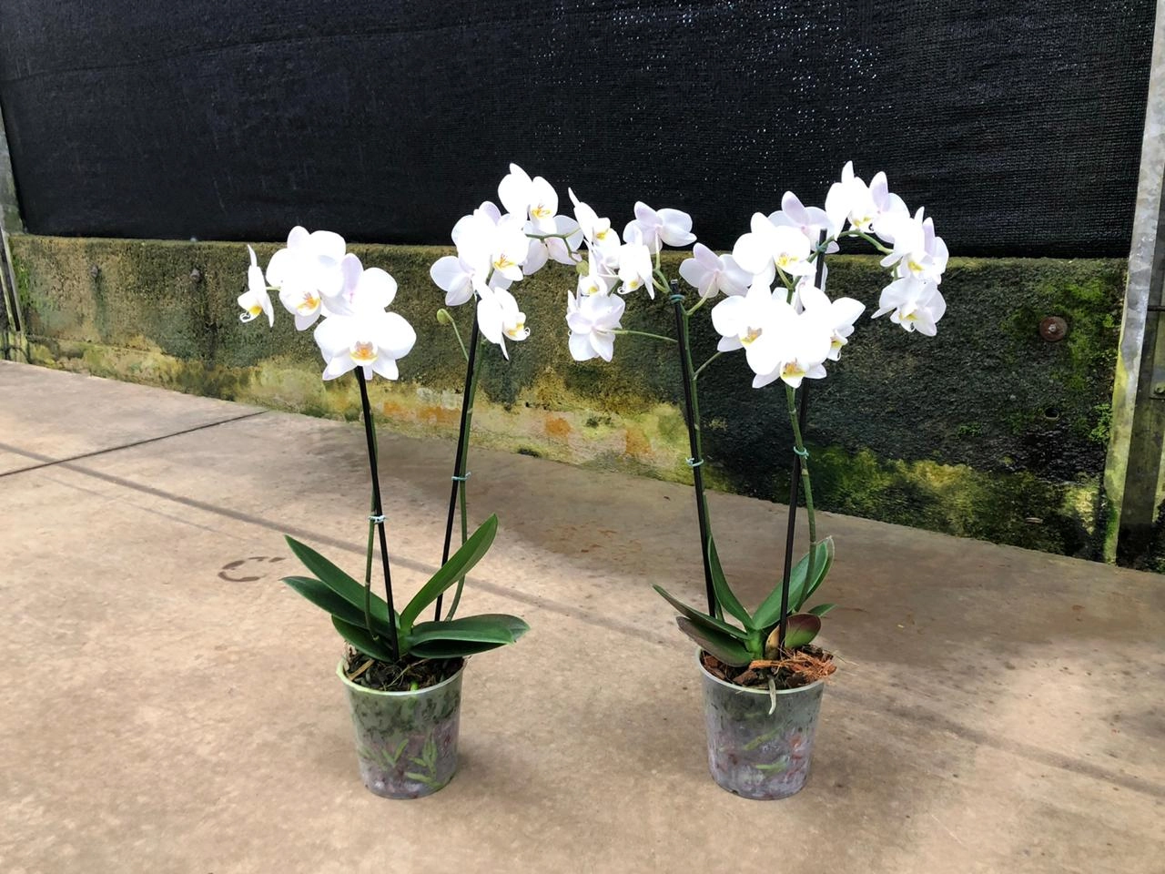 Flor Orquídea