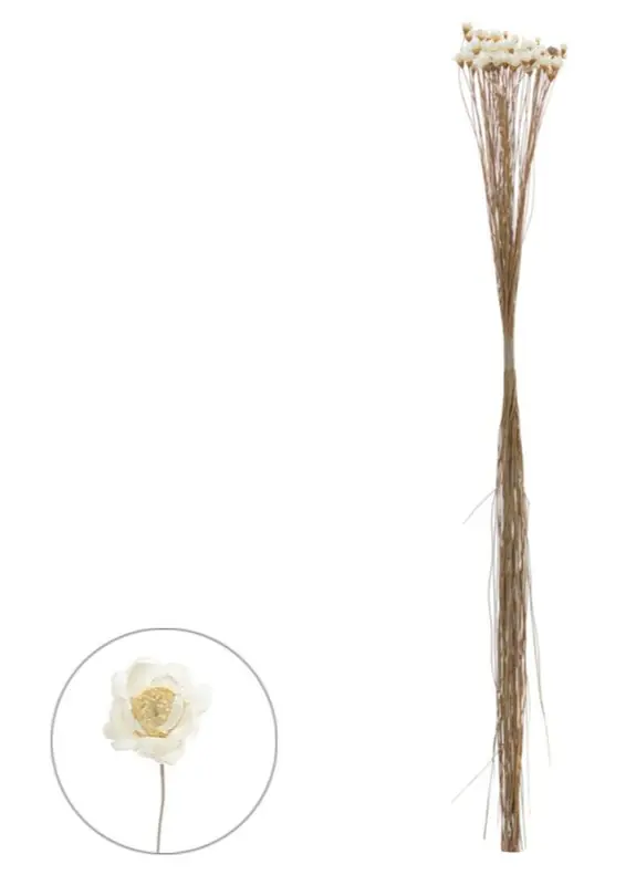 Sempre Viva Desidratado Natural 30cm Cod