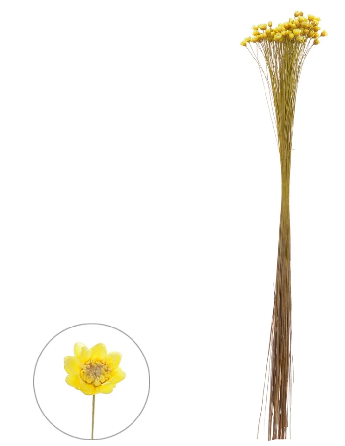 Sempre Viva Desidratado Amarelo 30cm Vol.12 Florarte