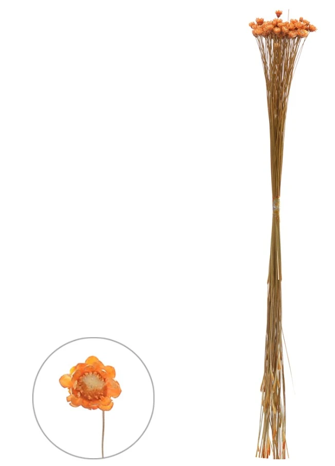 Sempre Viva Desidratado Laranja 30cm 68202 Dea