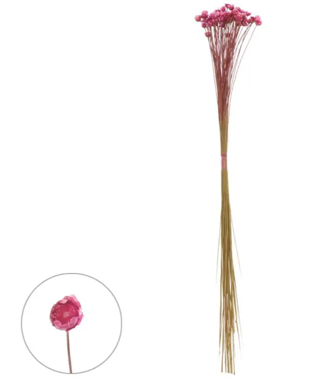 Sempre Viva Silvestre 10g Pink