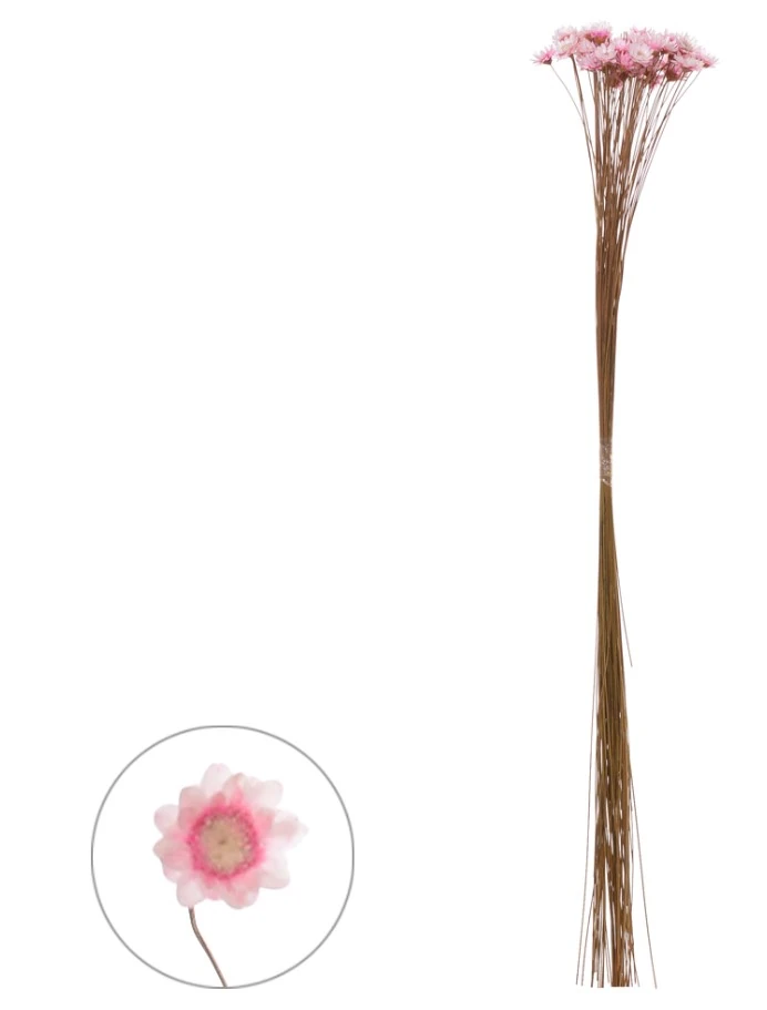 Sempre Viva Desidratado Rosa 30cm Florarte