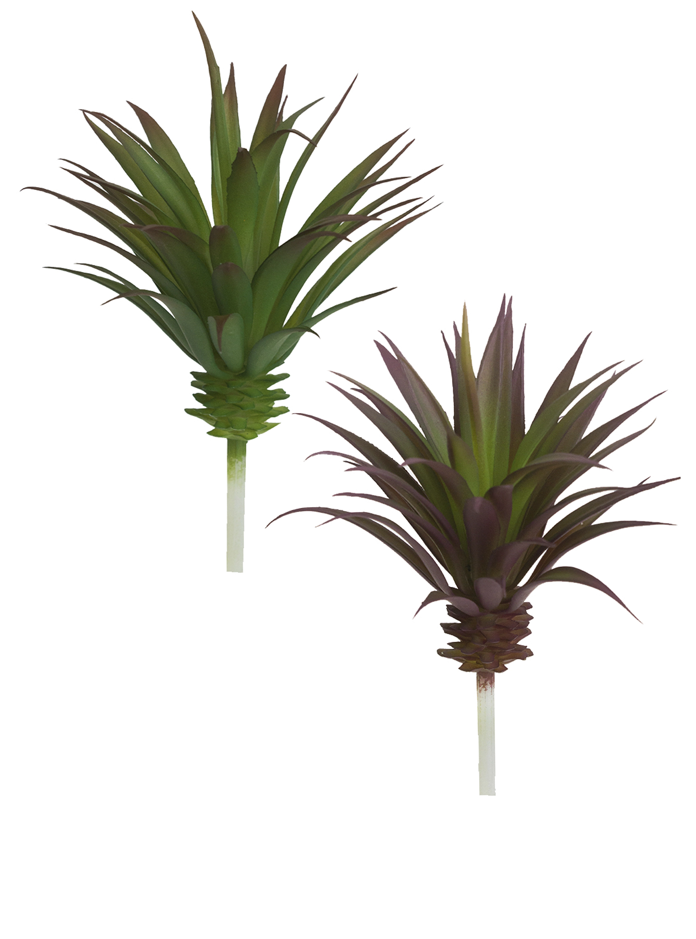 Suculenta Agave 21cm Sj139 Brilliance