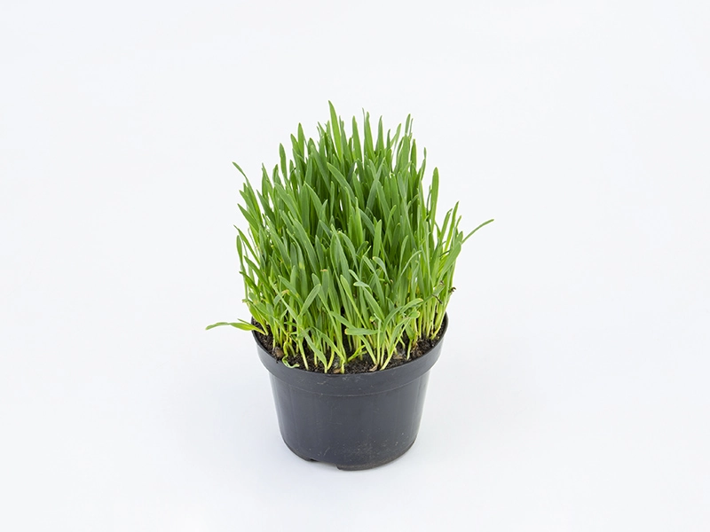 Planta Trigo P11 Und