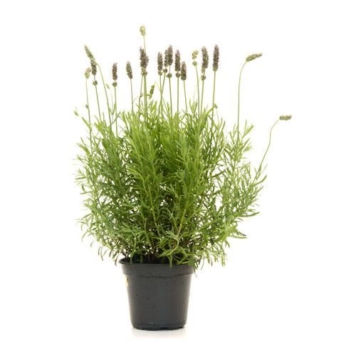 Vale Verde Flor Lavanda