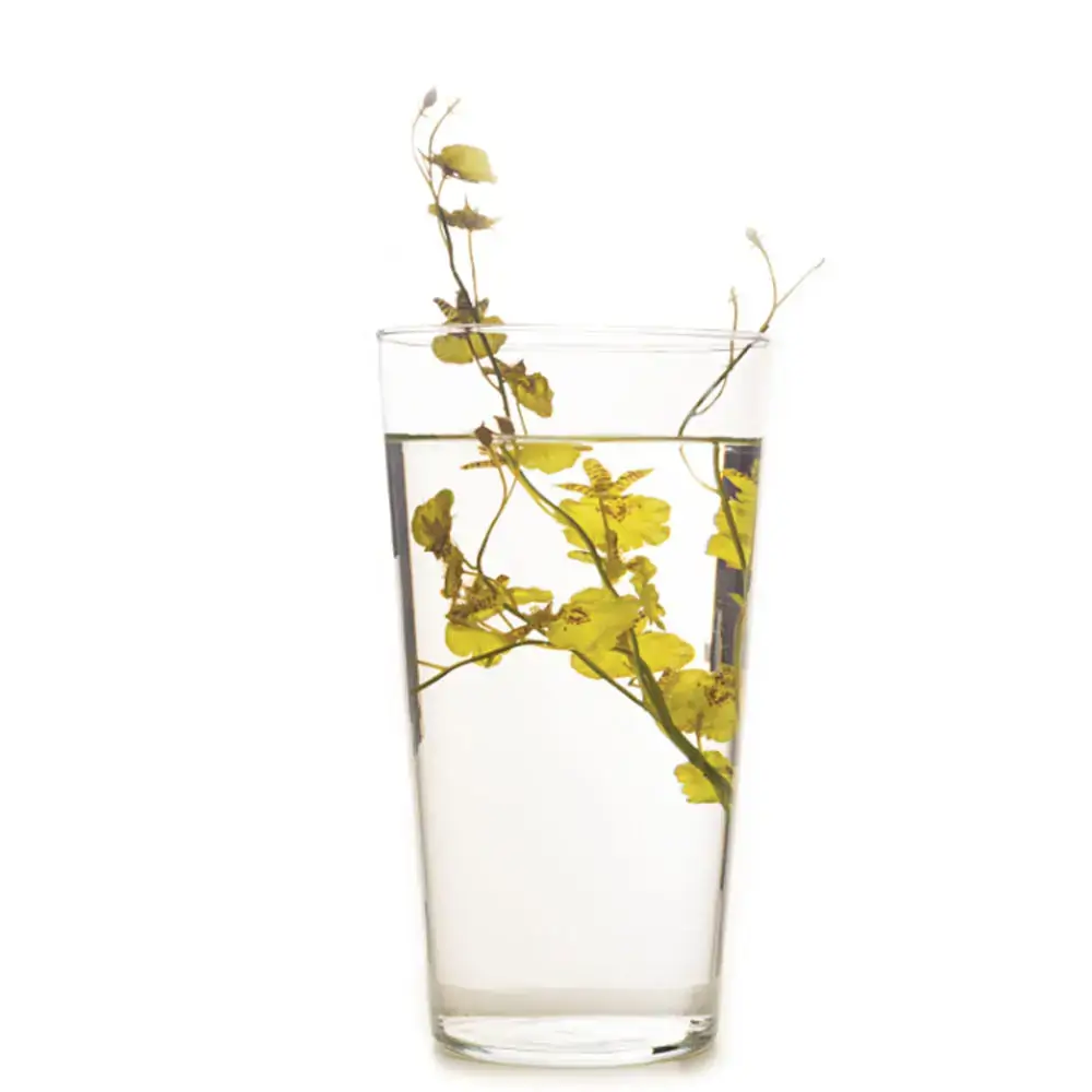 Vaso De Vidro Em Cone 23 Tr