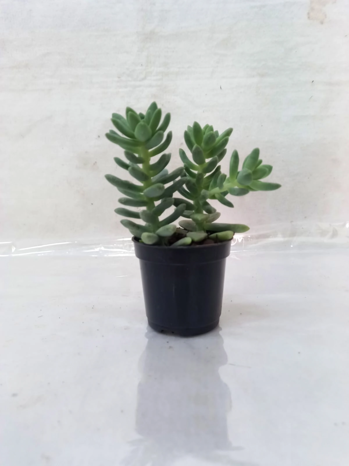 Flor Suculenta Mini Pt 06