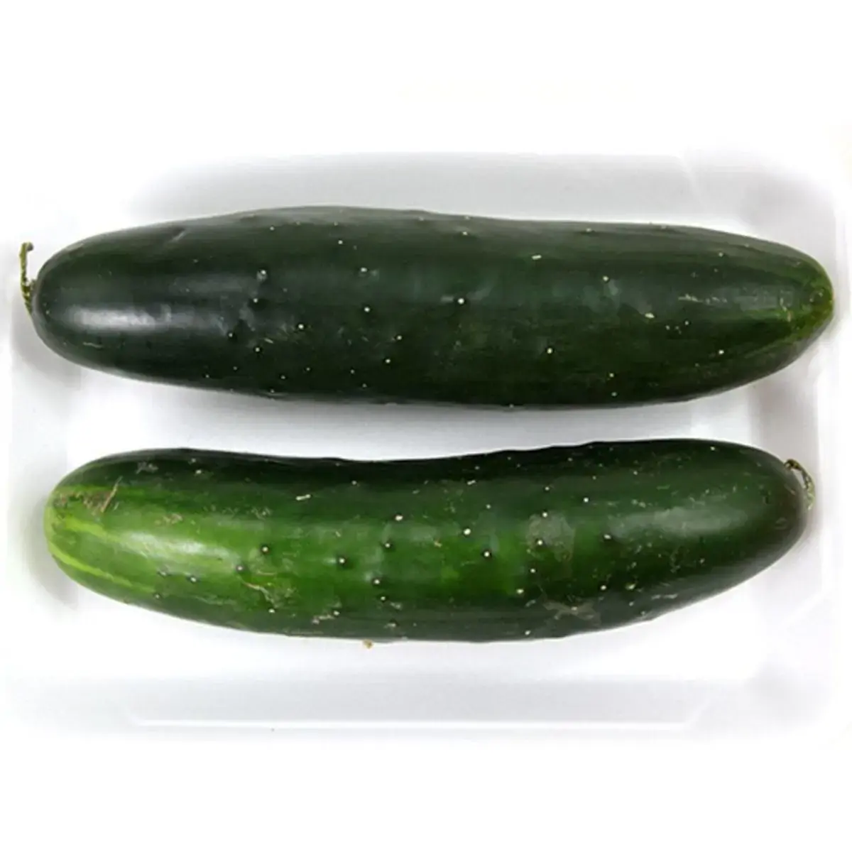 Pepino Comum