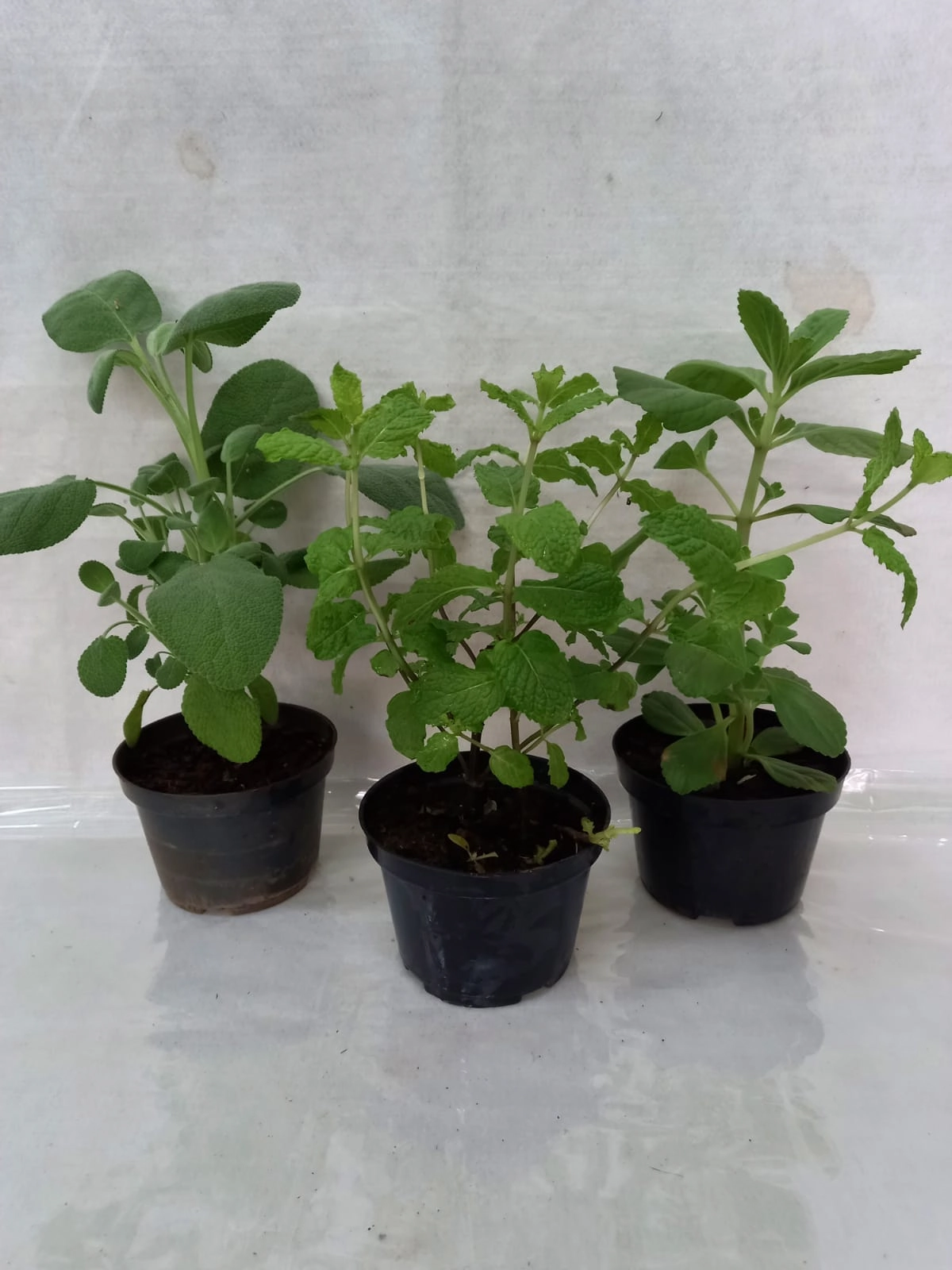 Flor Erva Plant. Pt 11