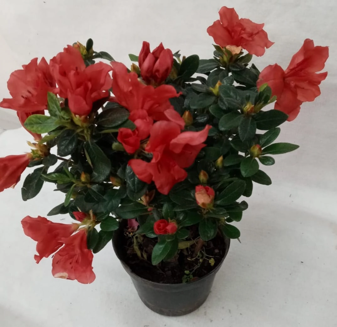 Flor Azaleia Plant. Pt 13