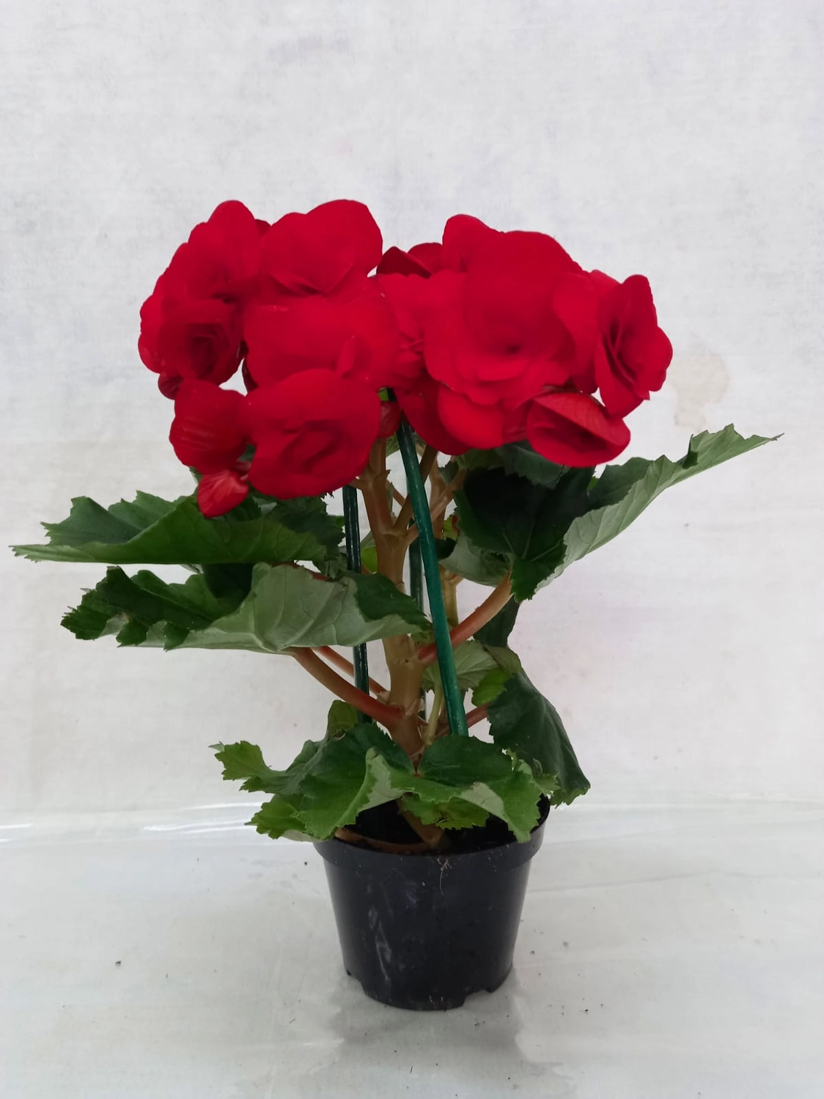 Flor Begonea Plant. Pt 11