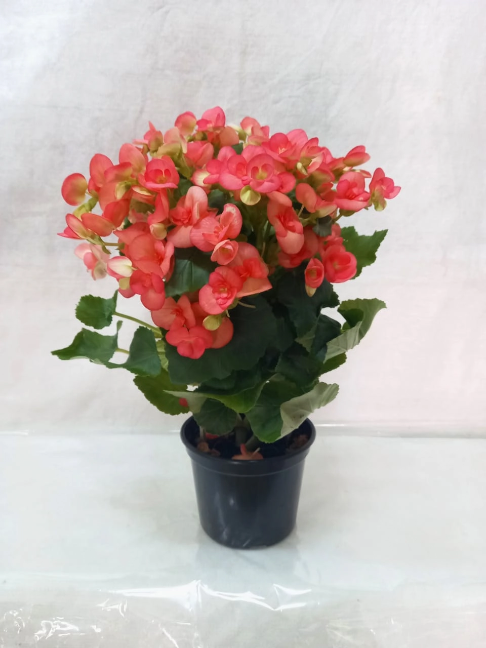 Flor Begonea Plant. Pt 15