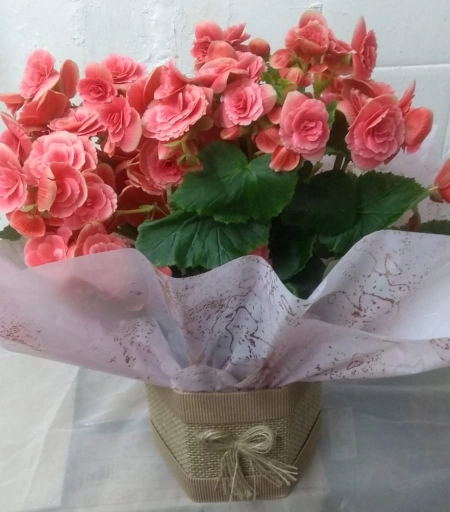 Flor Begonea Plant.pt 15 Presente