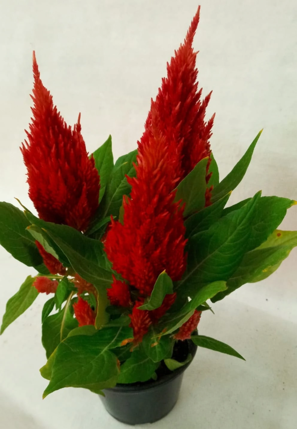 Flor Celosia Plant. Pt 15