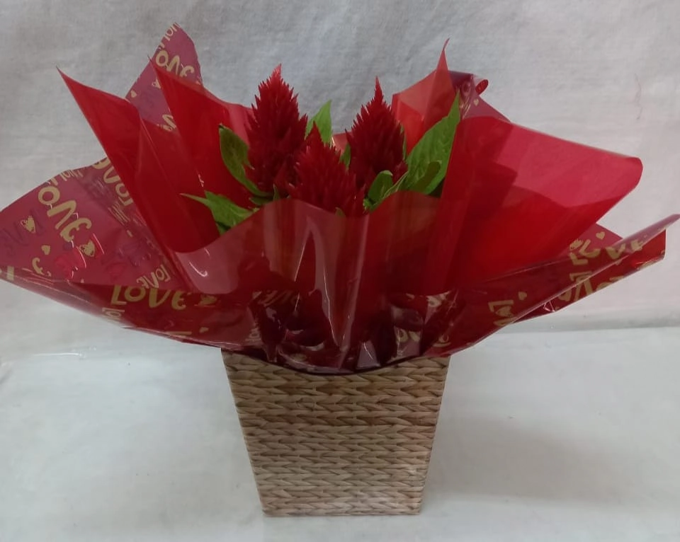 Flor Celosia Plant. Pt 15 Presente