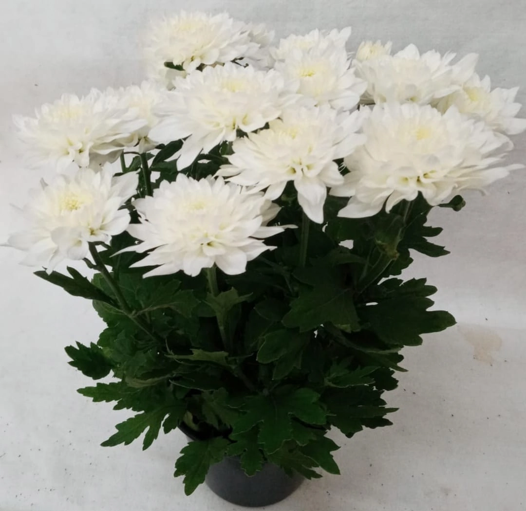 Flor Ciclamen Plant. Pt 15