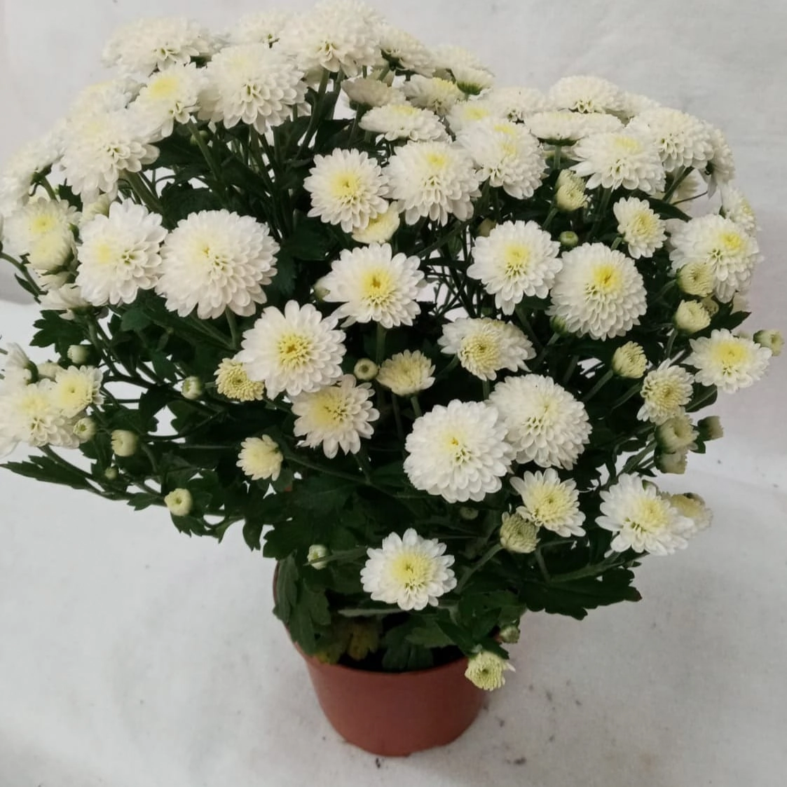 Flor Crisantemo Plant. Pt 11