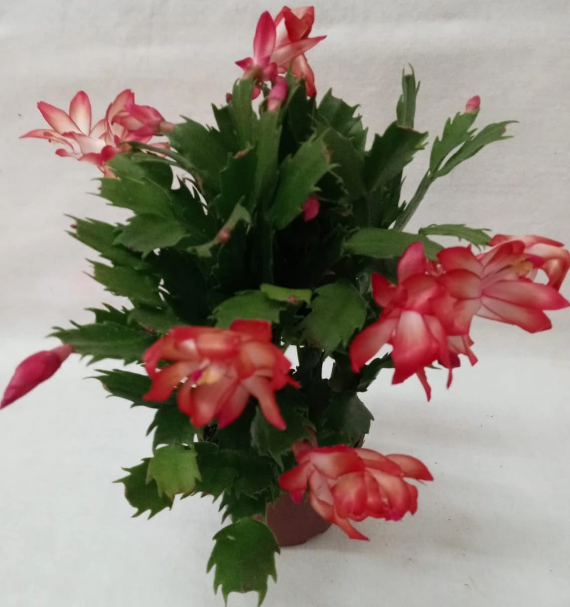 Flor Flor De Maio Pt 11
