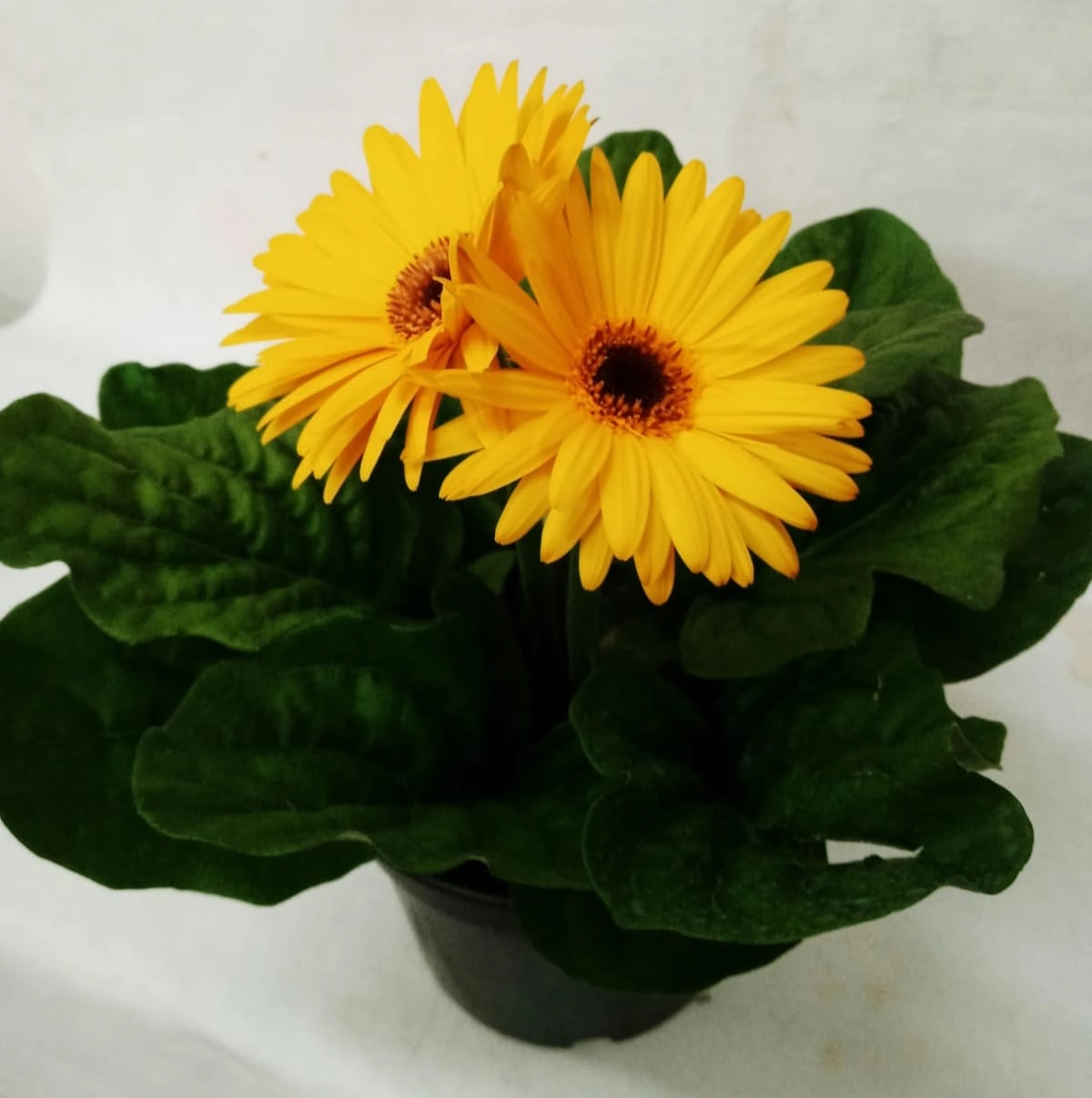 Flor Gerbera Plant. Pt 15