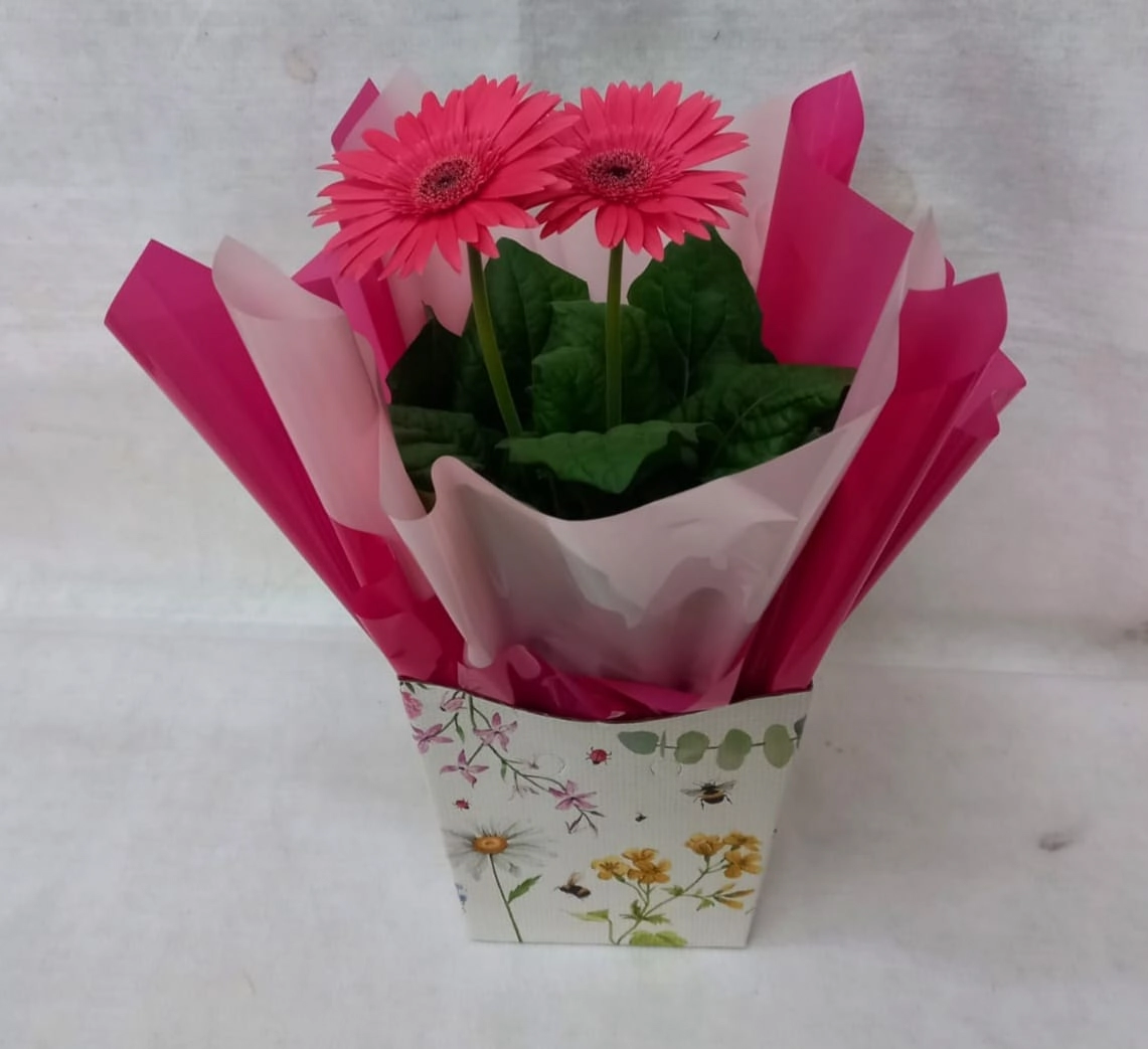 Flor Gerbera Plant. Pt 15 Presente