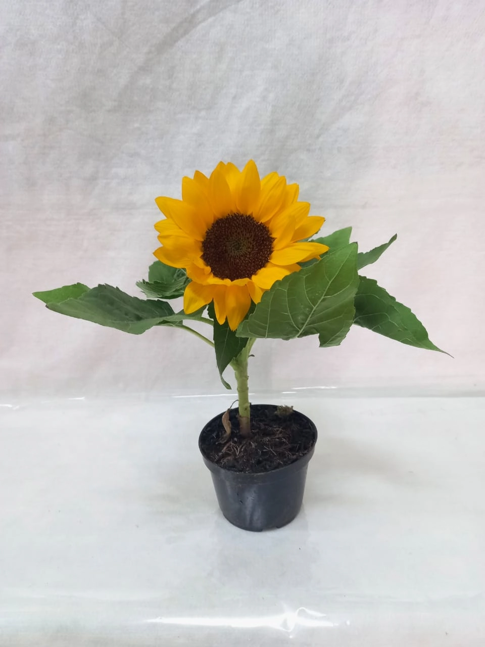 Flor Girassol Plant. Pt 11