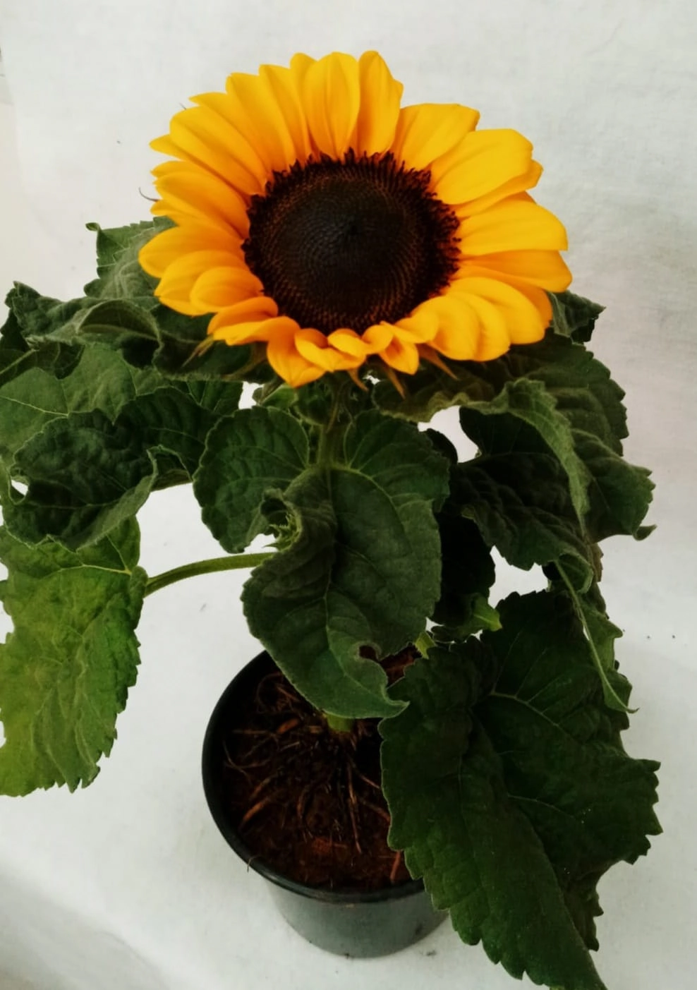 Flor Girassol Plant. Pt 15