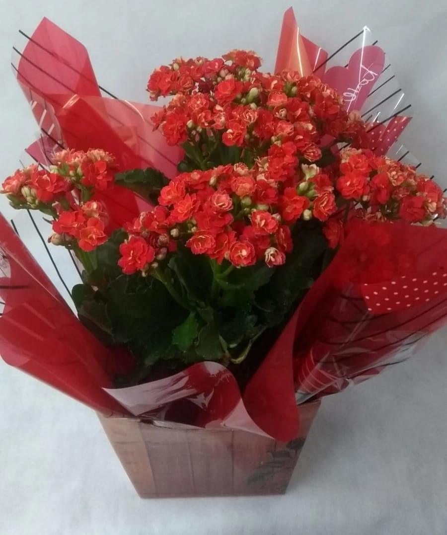 Flor Kalandiva Dob.pt 15