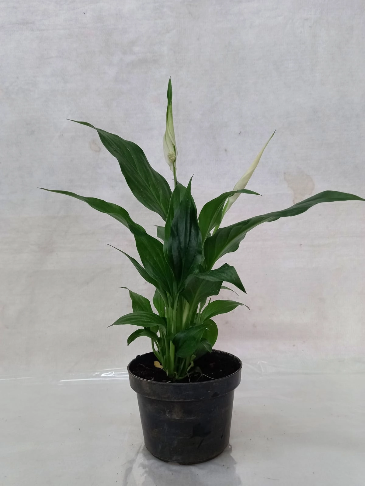 Flor Lirio Da Paz Pt 11
