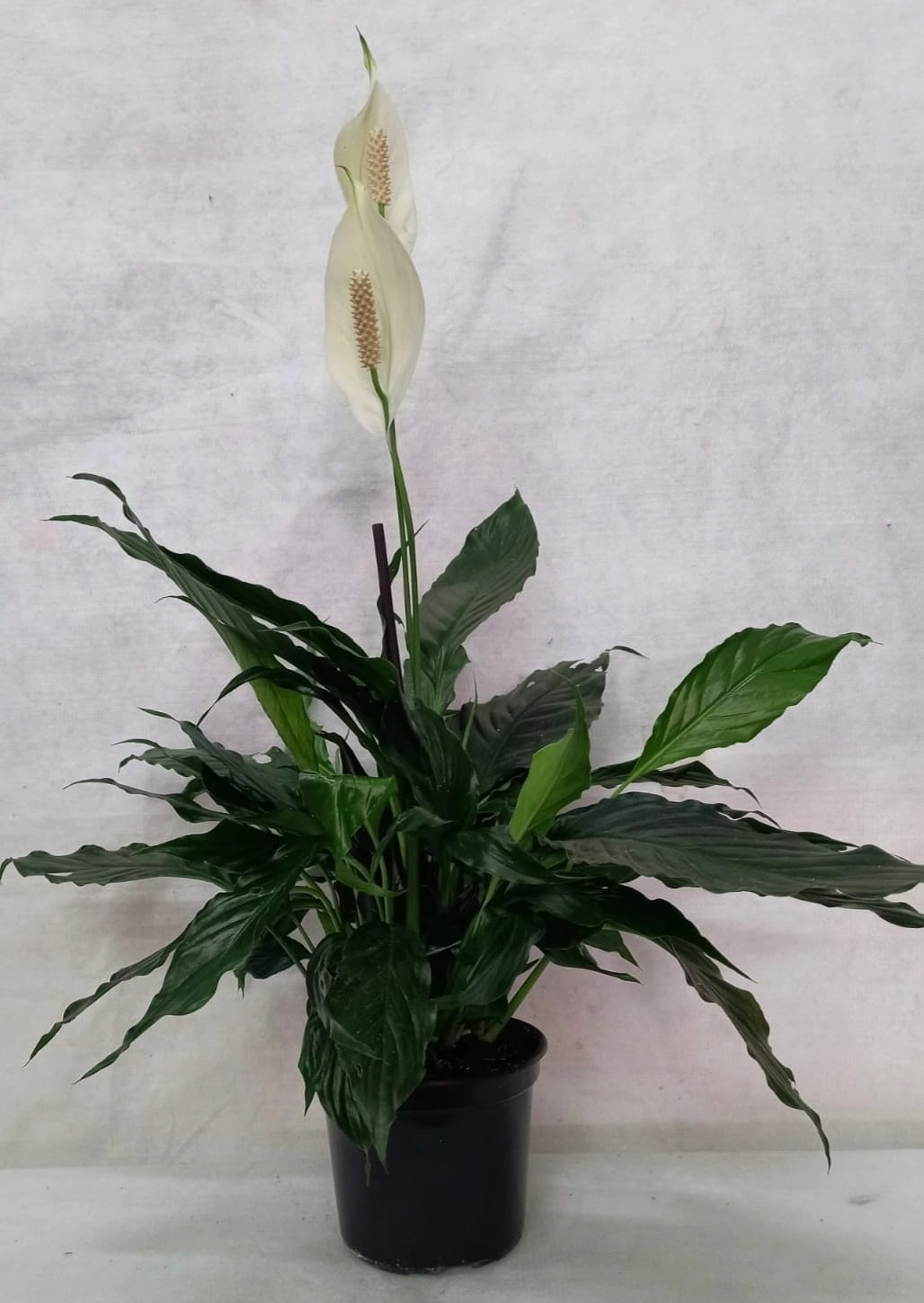 Flor Lirio Da Paz Pt 15