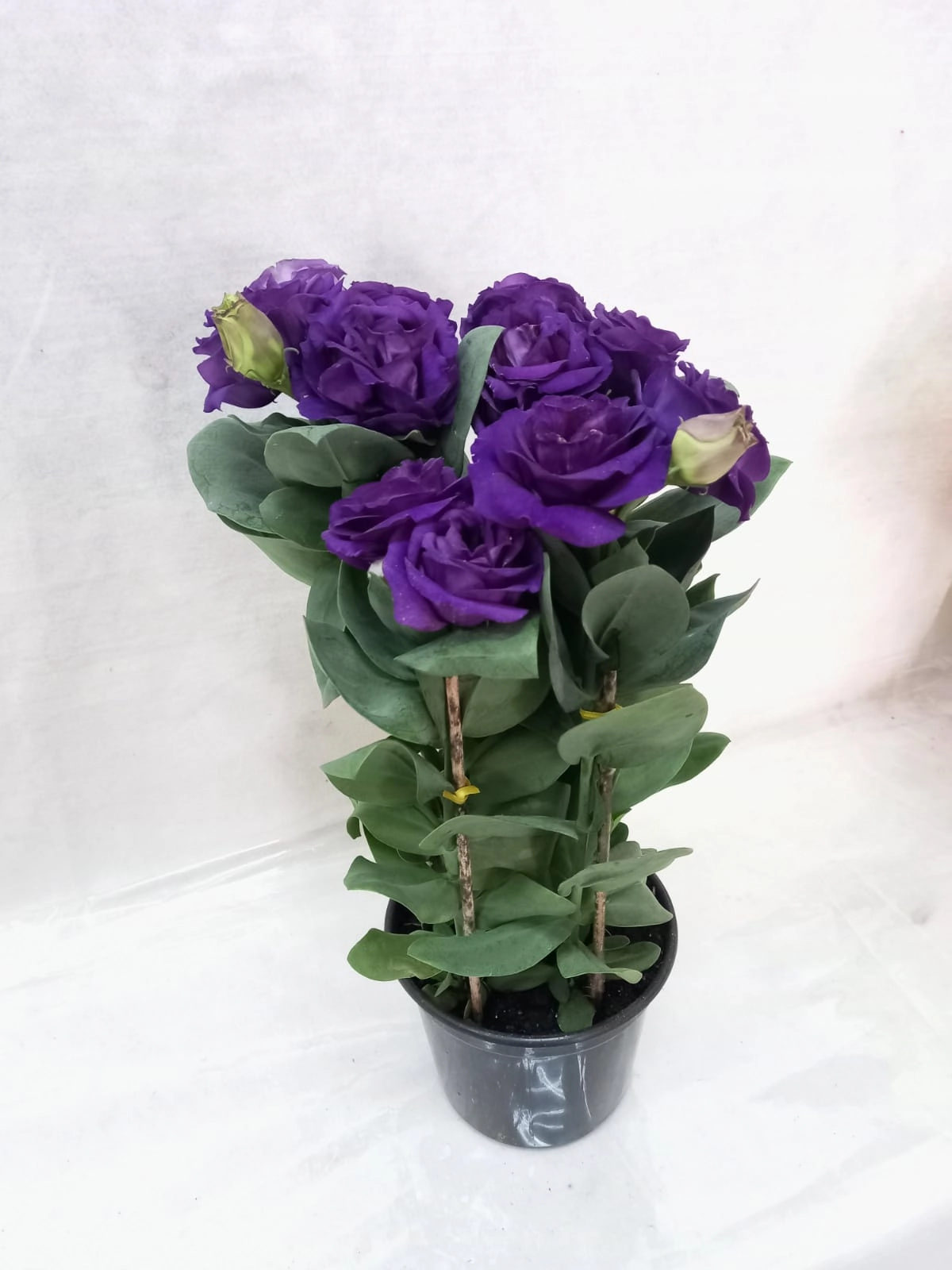 Flor Lisianthus Pt 15
