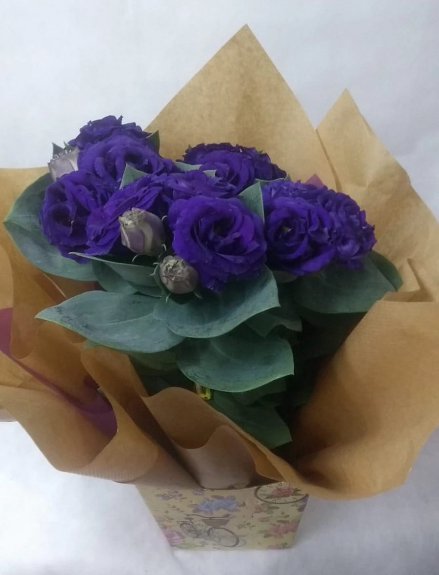 Flor Lisianthus Pt 1presente