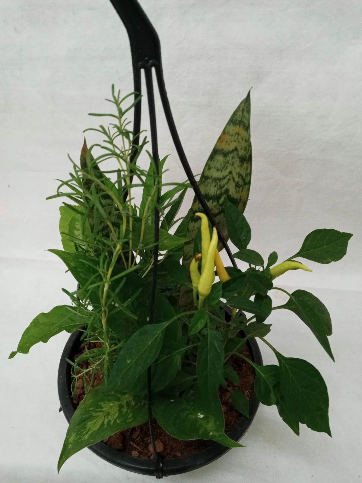 Flor 7 Ervas Cuia 21