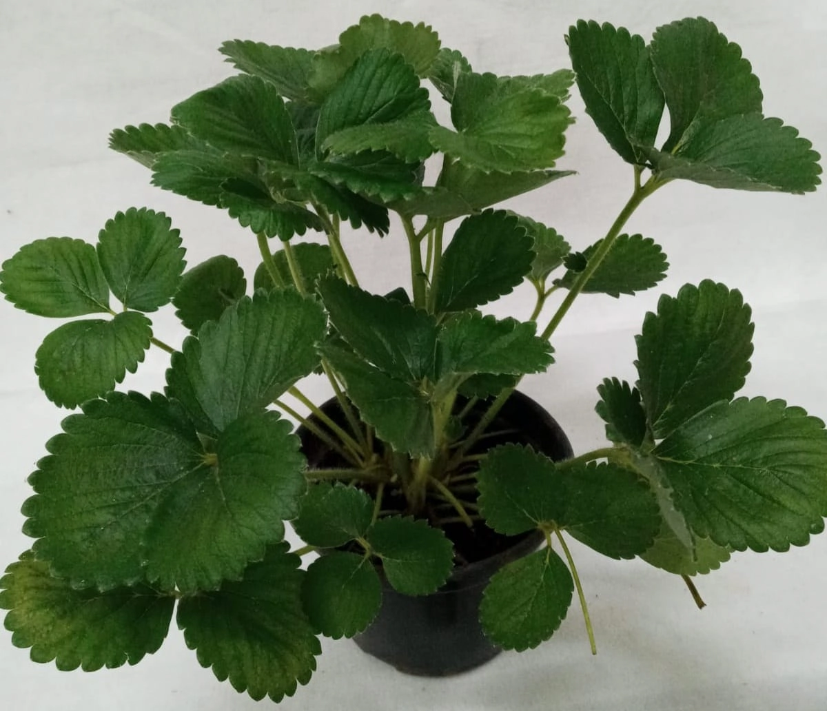 Flor Muda Frutiferas Pt 14