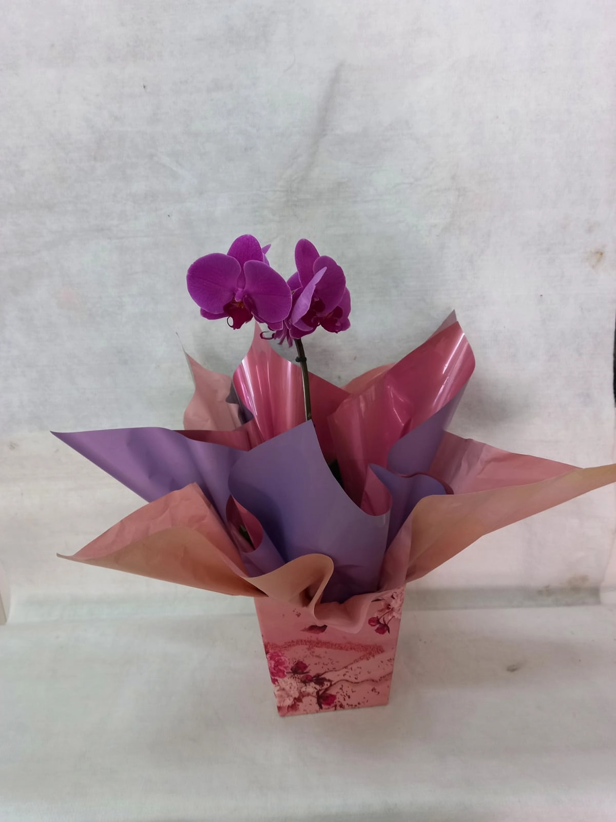 Flor Orq. Phalaenopsis Bca 1 Haste Presente