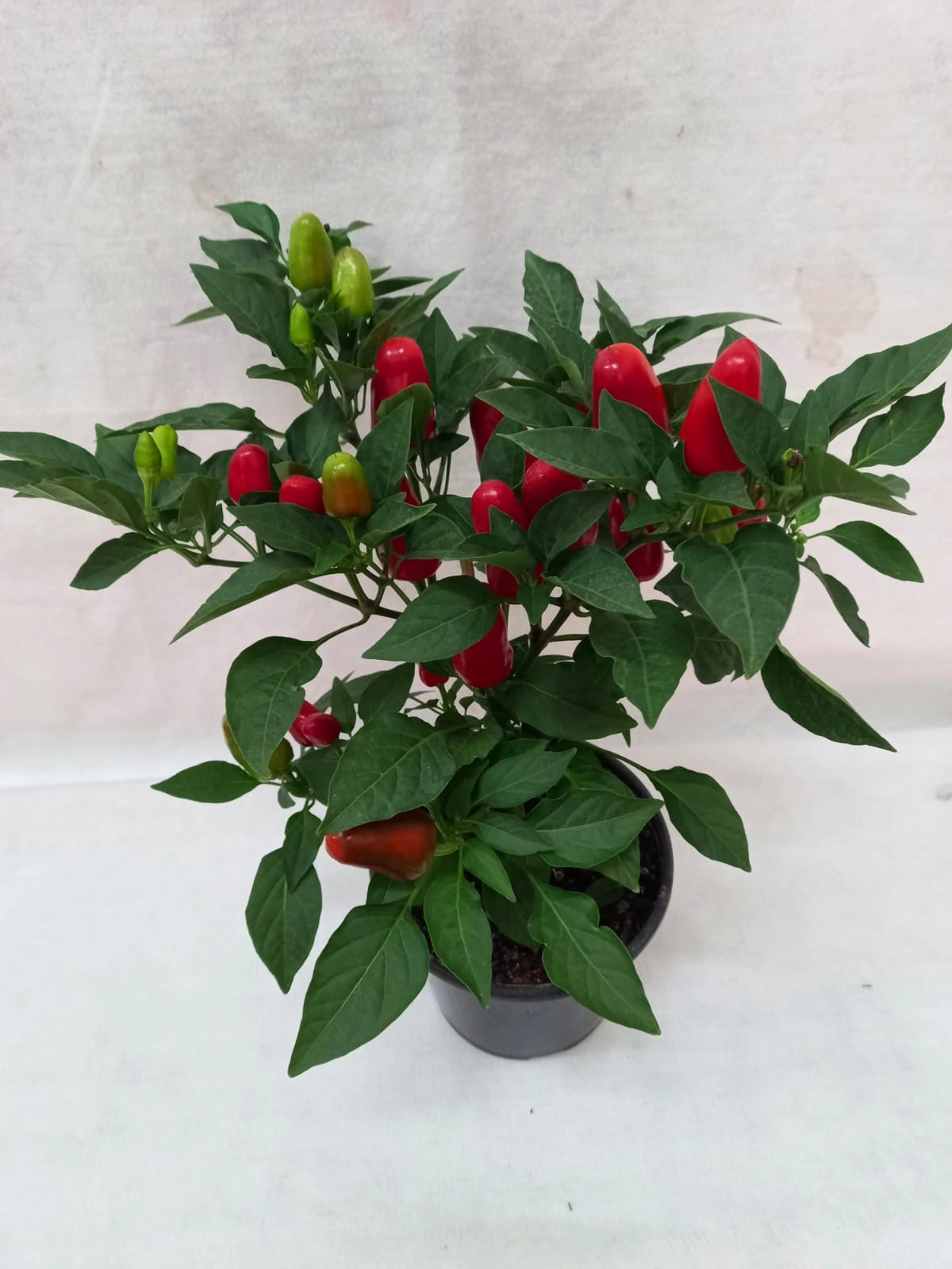 Flor Pimenta Plant. Pt 11