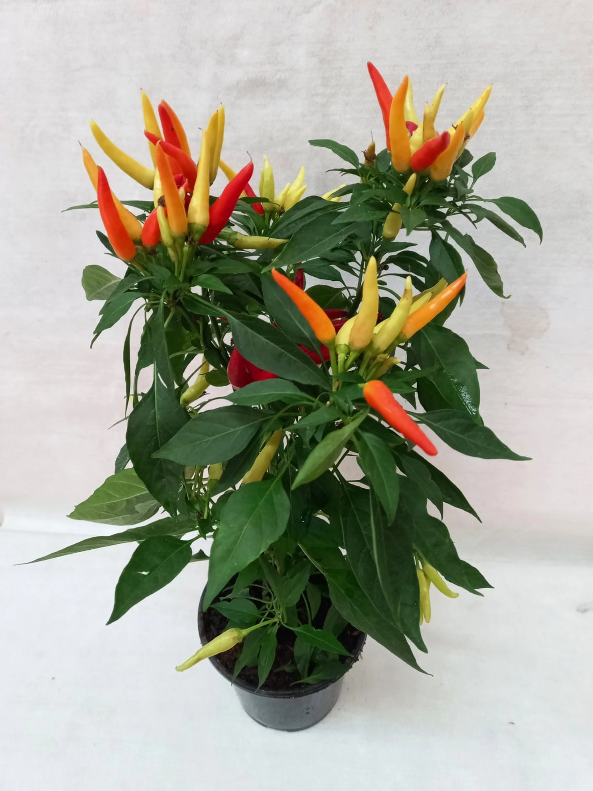 Flor Pimenta Plant. Pt 15