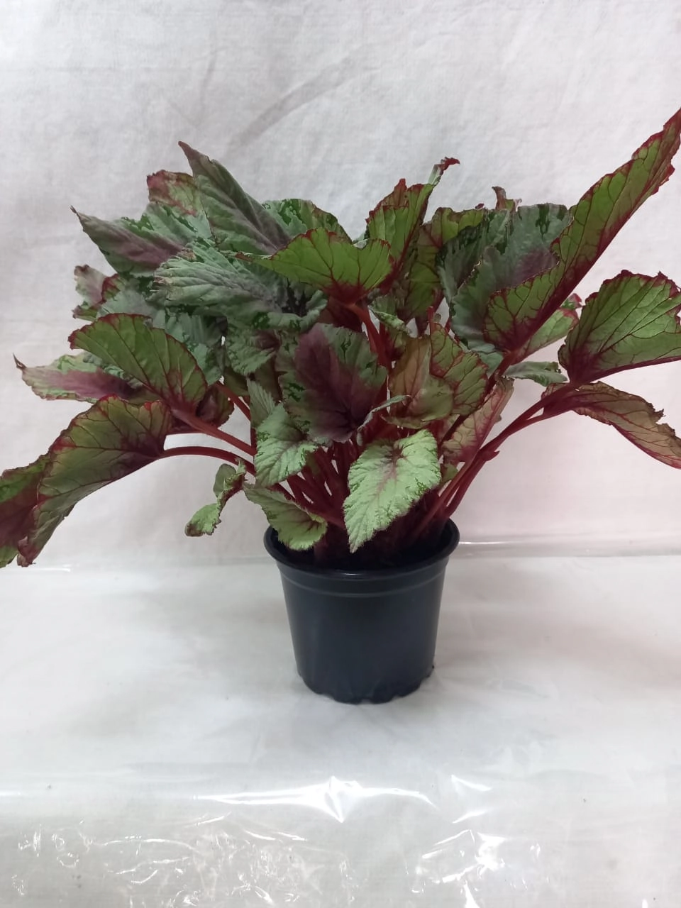 Flor Begonea Beleaf Rex Pt15