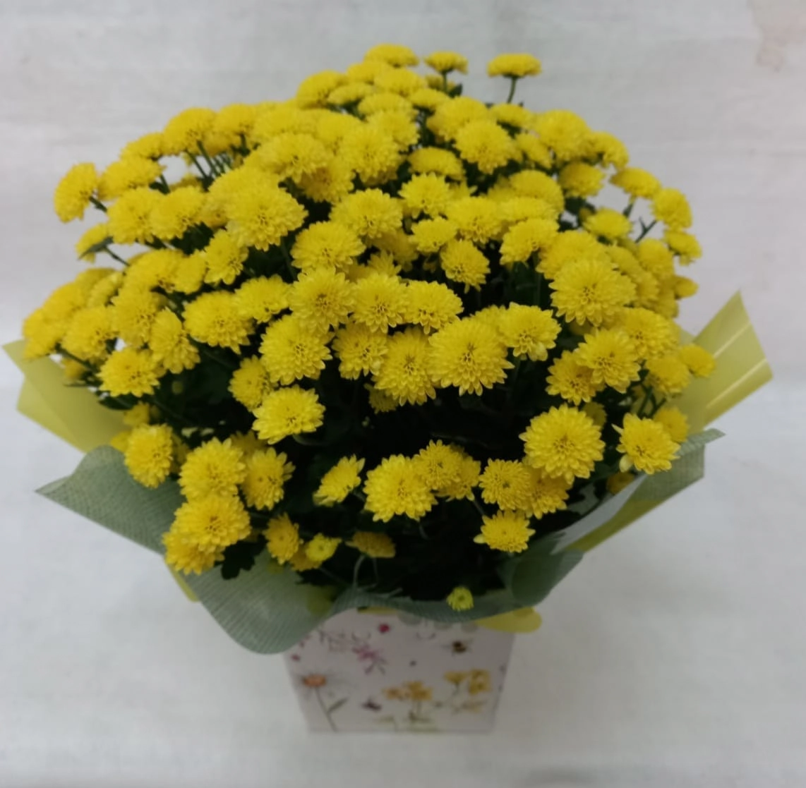 Flor Crisantemo Plant. Pt 11 Presente