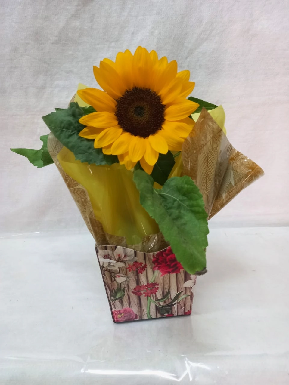 Flor Girassol Plant. Pt 11 Presente
