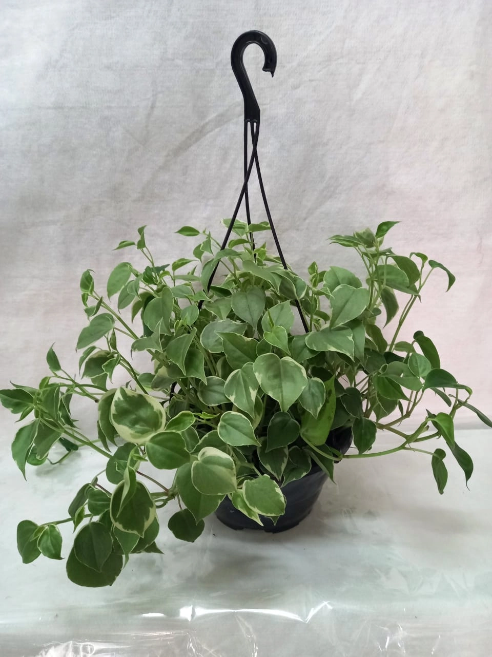 Flor Peperomia Scandes